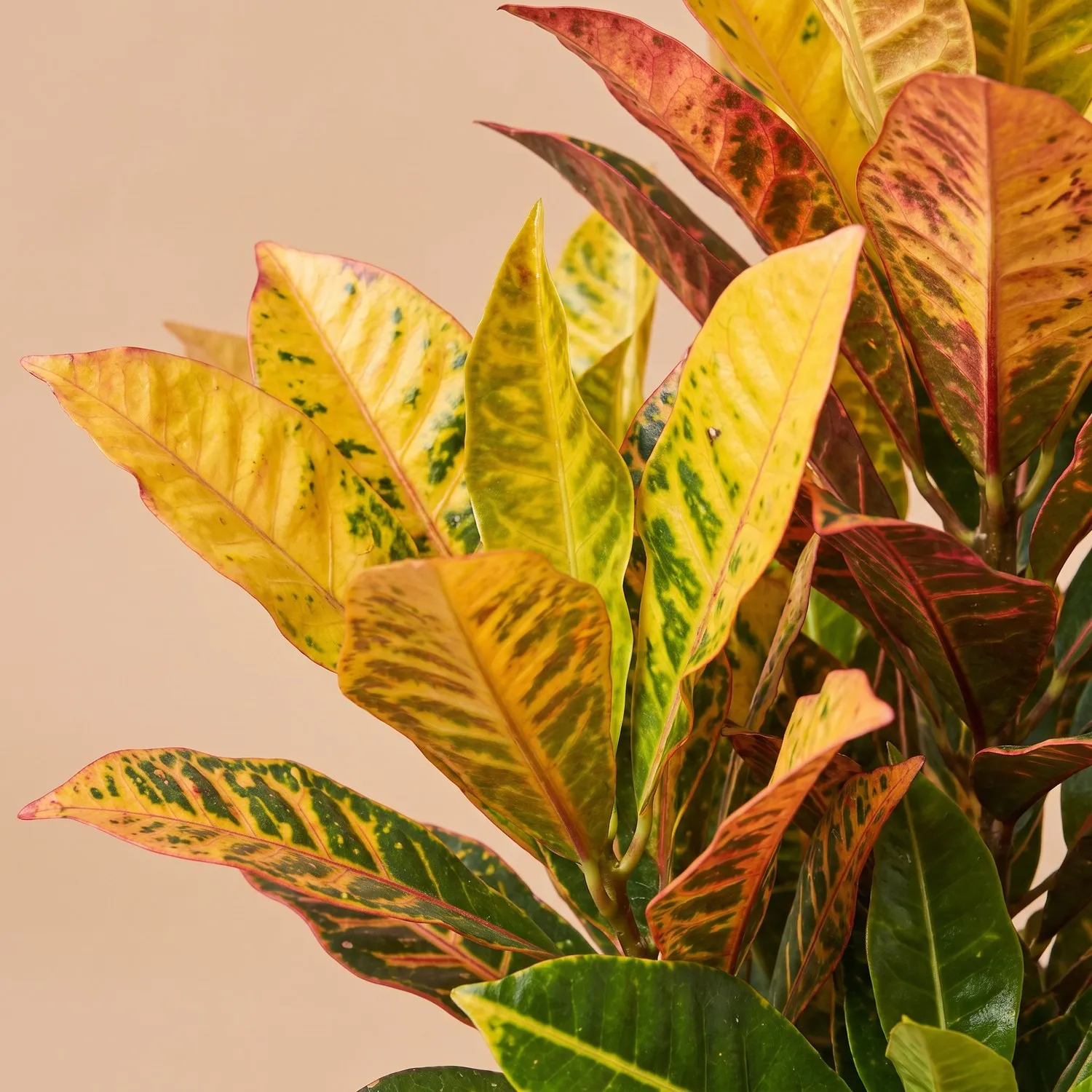 Кротон Varigatun, горщик 14 см — фото 2 з 2