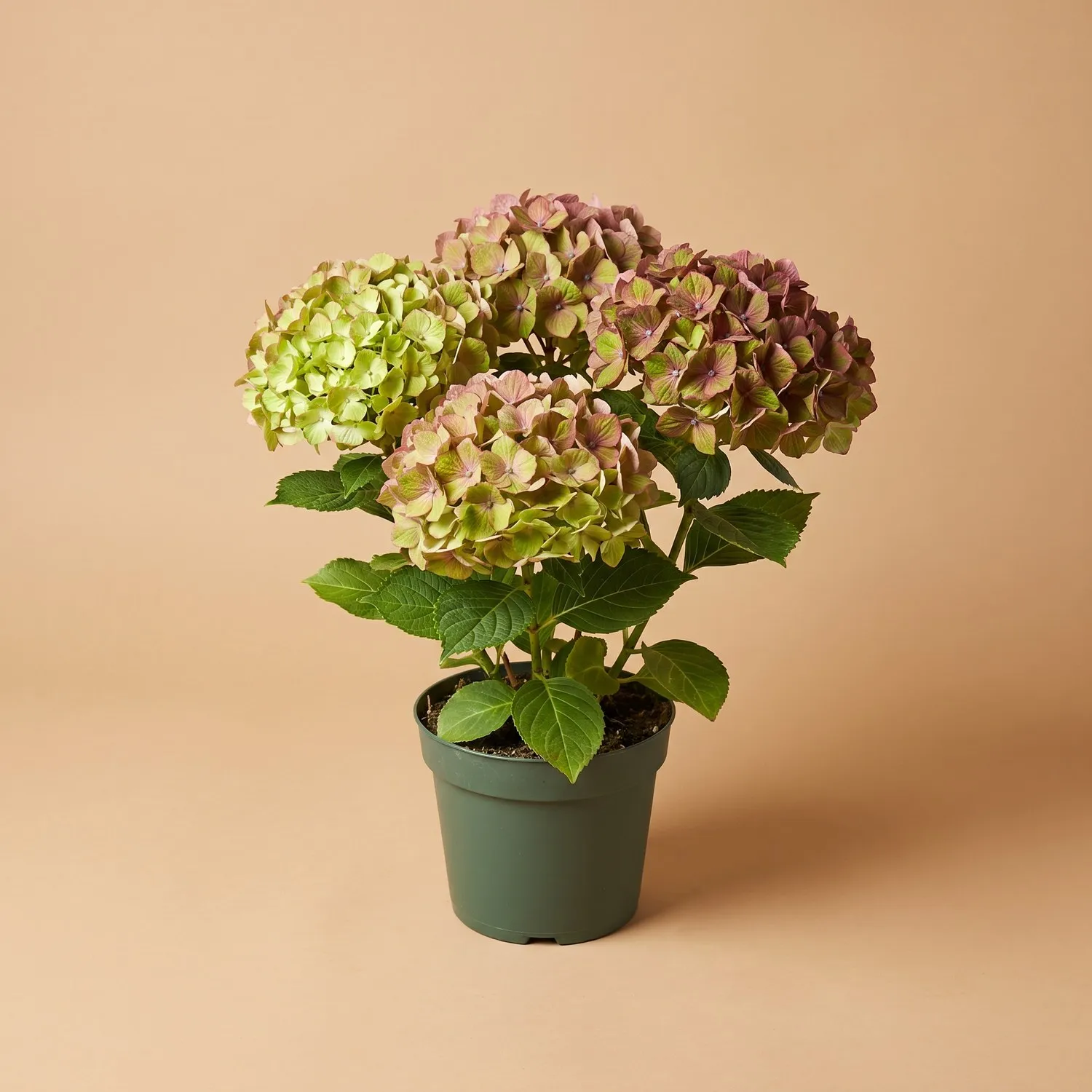 Гортензія антикварна зелено-рожева — фото 1 з 3