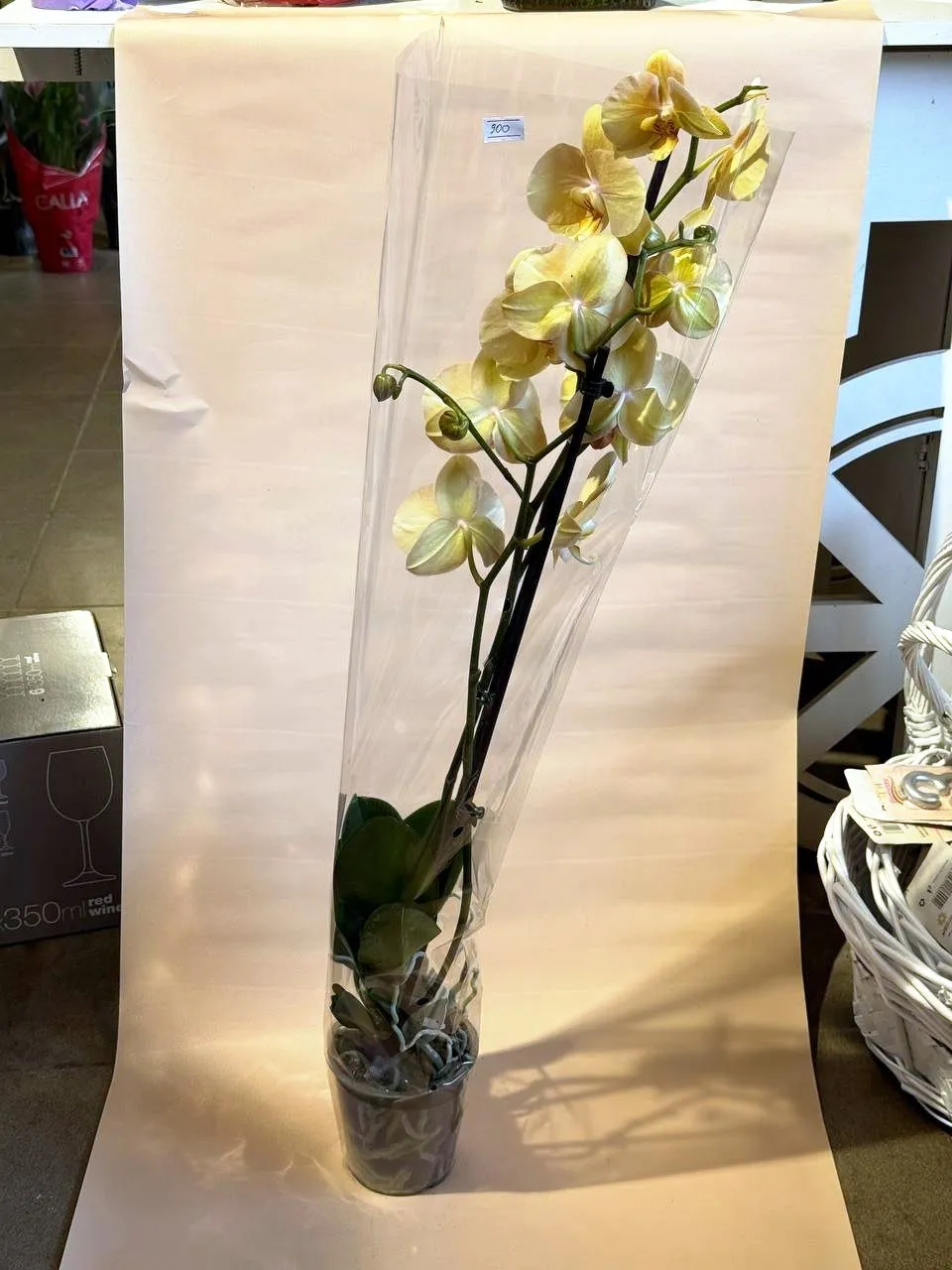 Фаленопсис 2 ст, кремовий — фото 3 з 3