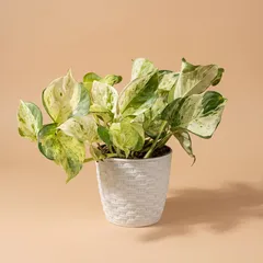 Епіпремнум Marble Queen у кашпо — фото 1