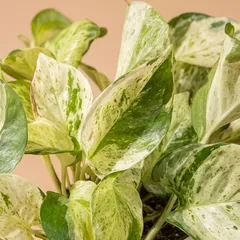 Епіпремнум Marble Queen у кашпо — фото 2