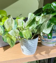 Епіпремнум Marble Queen у кашпо — фото 3
