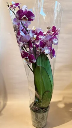 Фаленопсис 2 ст, малиновий крапчастий — фото 3