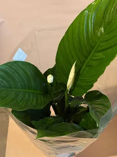 Спатифілум — фото 4