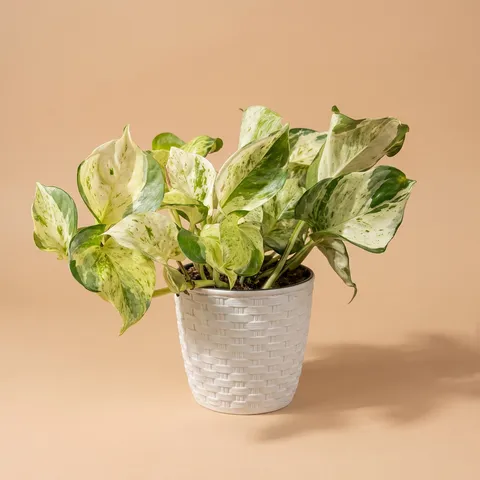 Епіпремнум Marble Queen у кашпо