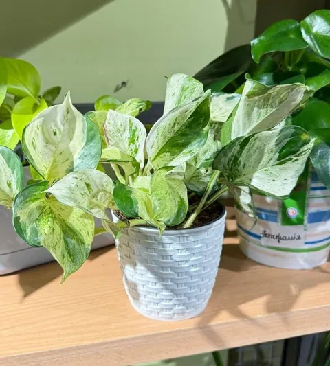Епіпремнум Marble Queen у кашпо — фото 3