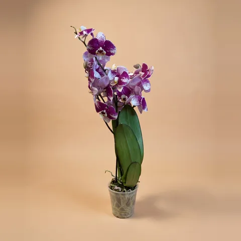Фаленопсис 2 ст, малиновий крапчастий